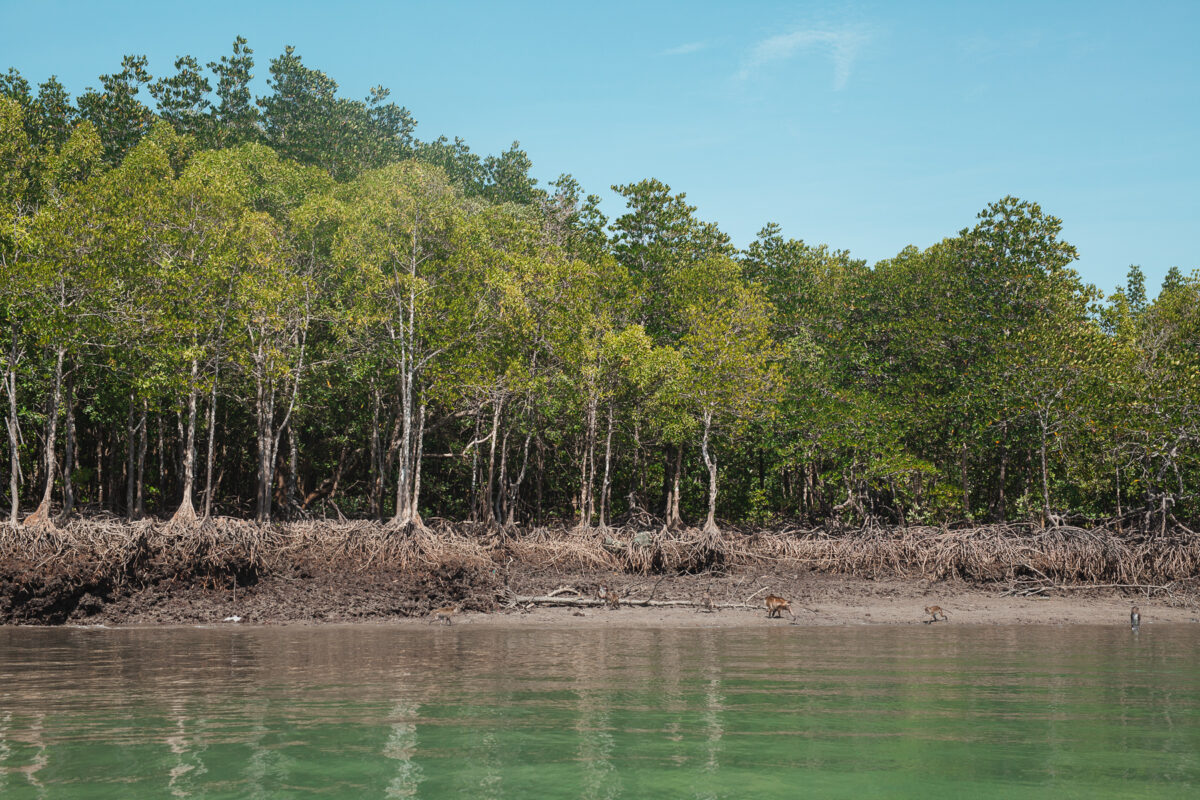 koh lanta mangroveträsk