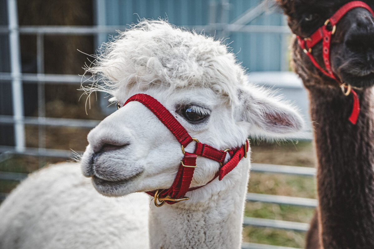 Karlstad alpacka Värmland