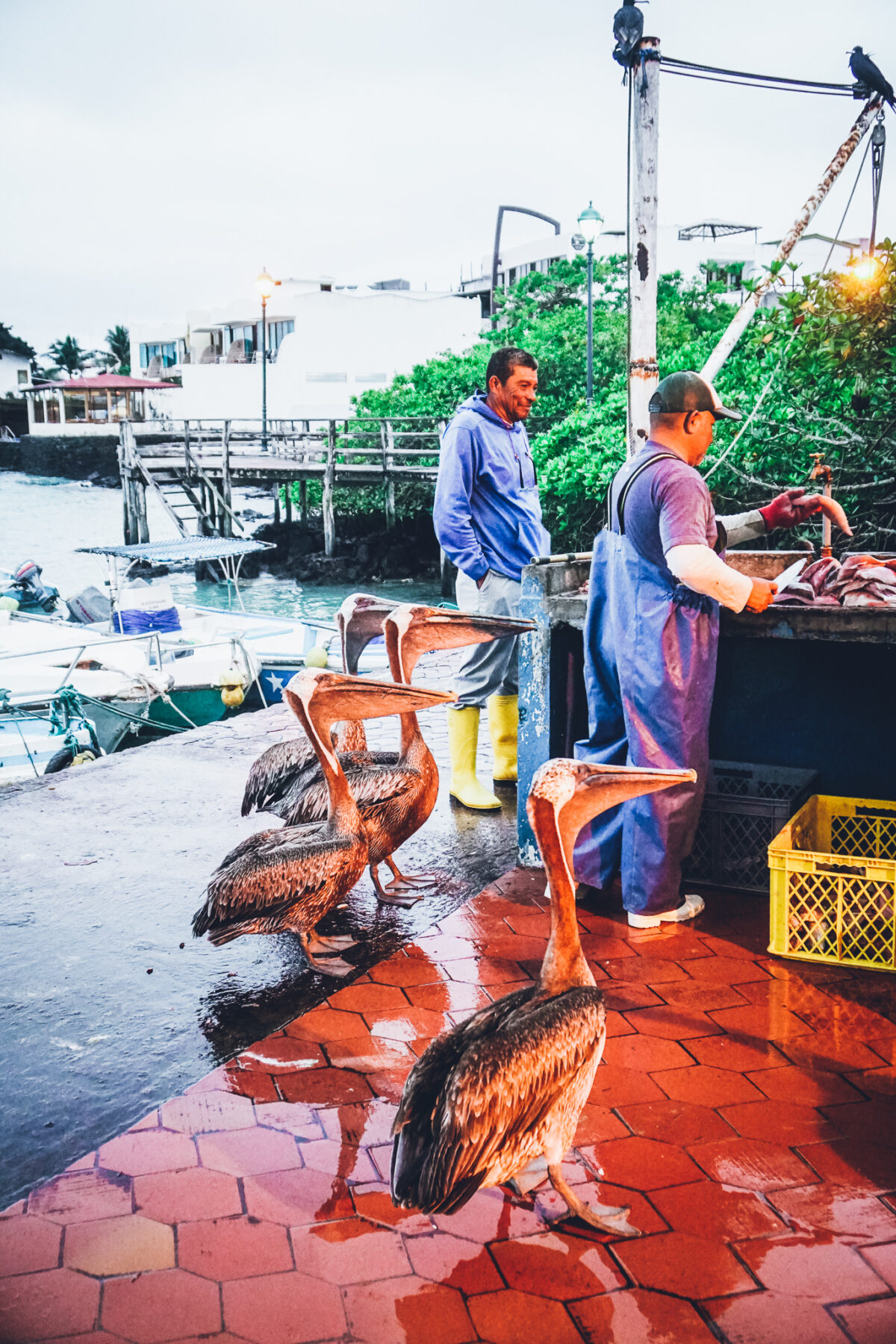 fiskare galapagos