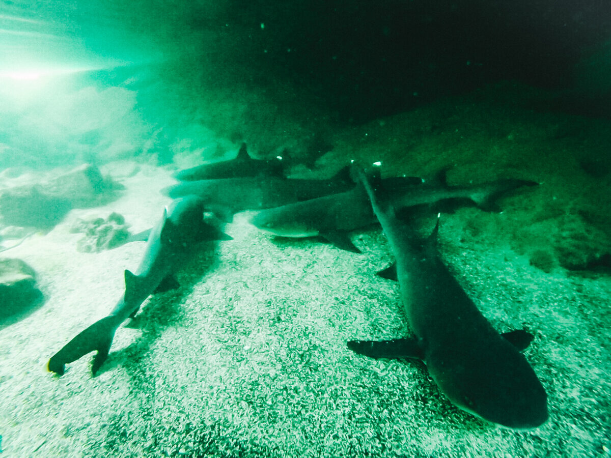 resa till galapagos snorkla med hajar