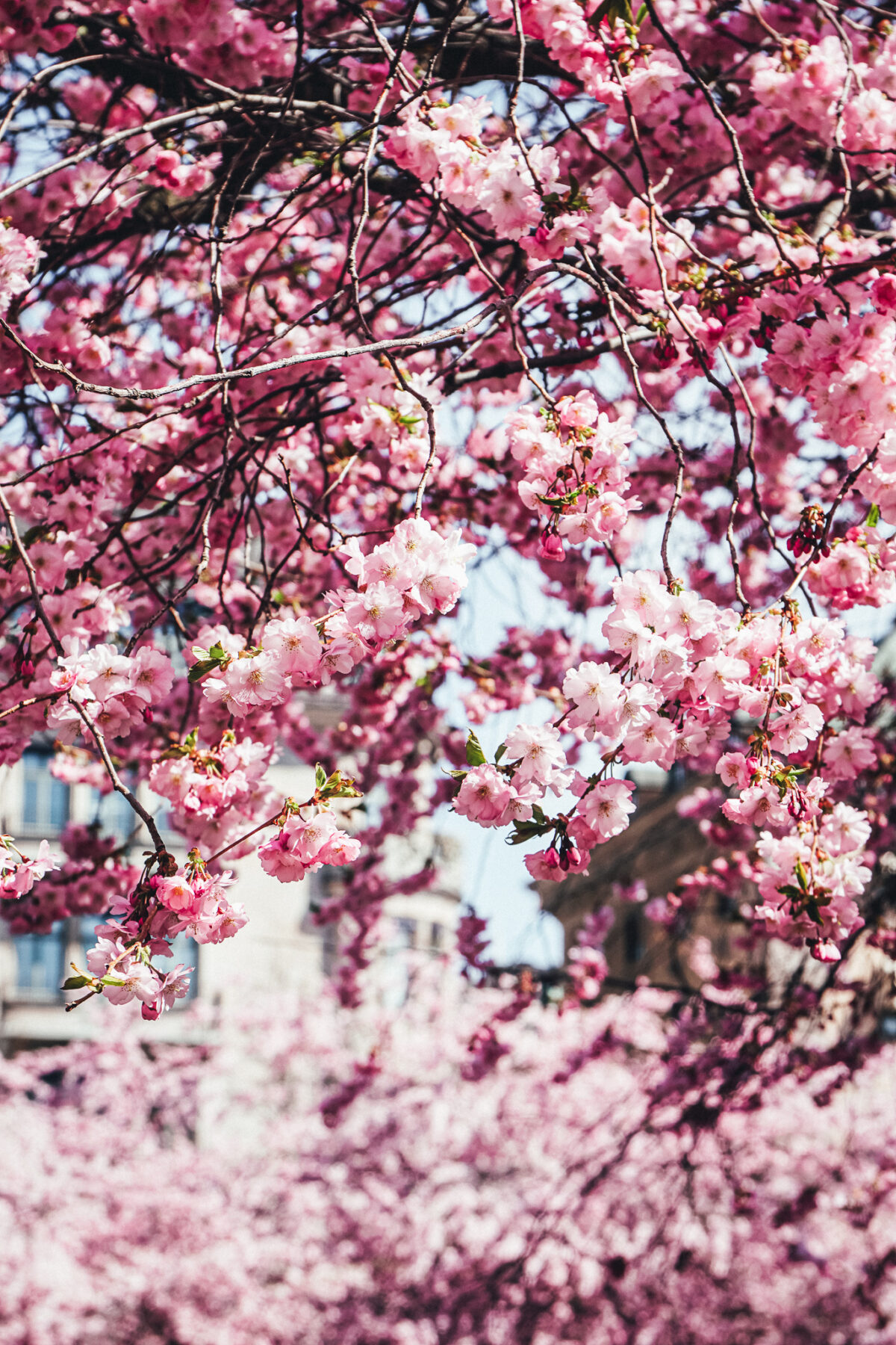 körsbärsträd stockholm