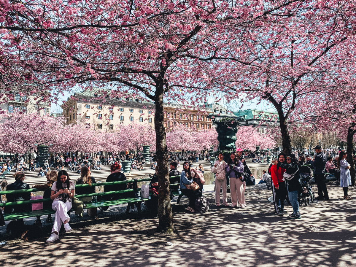 körsbärsträd stockholm