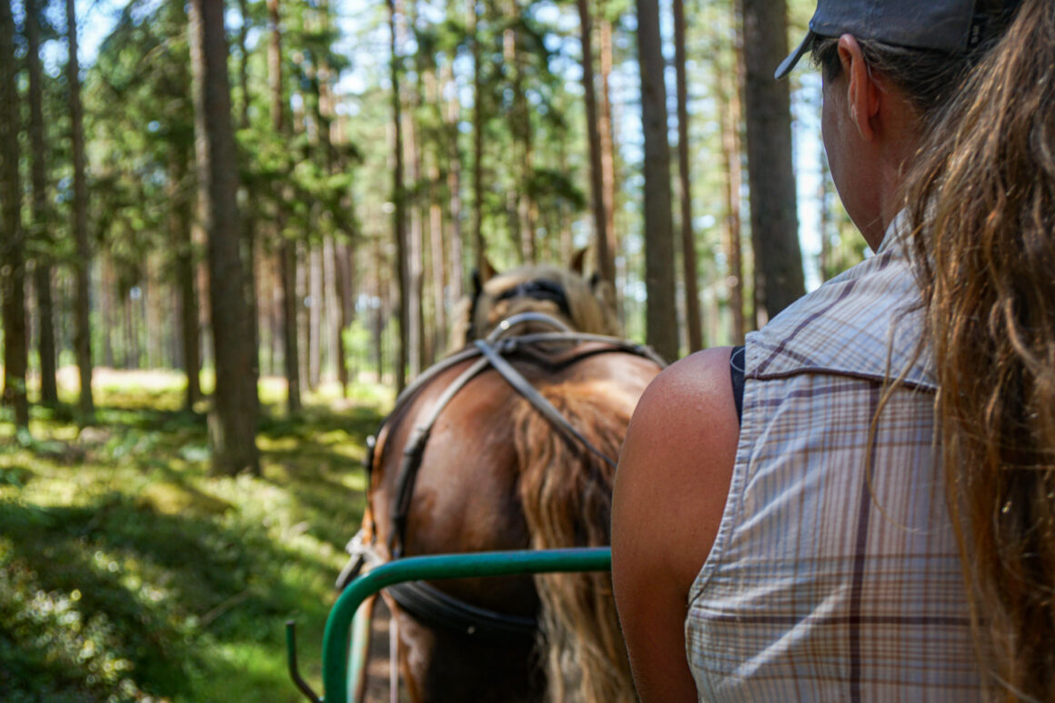 häst och vagn i småland