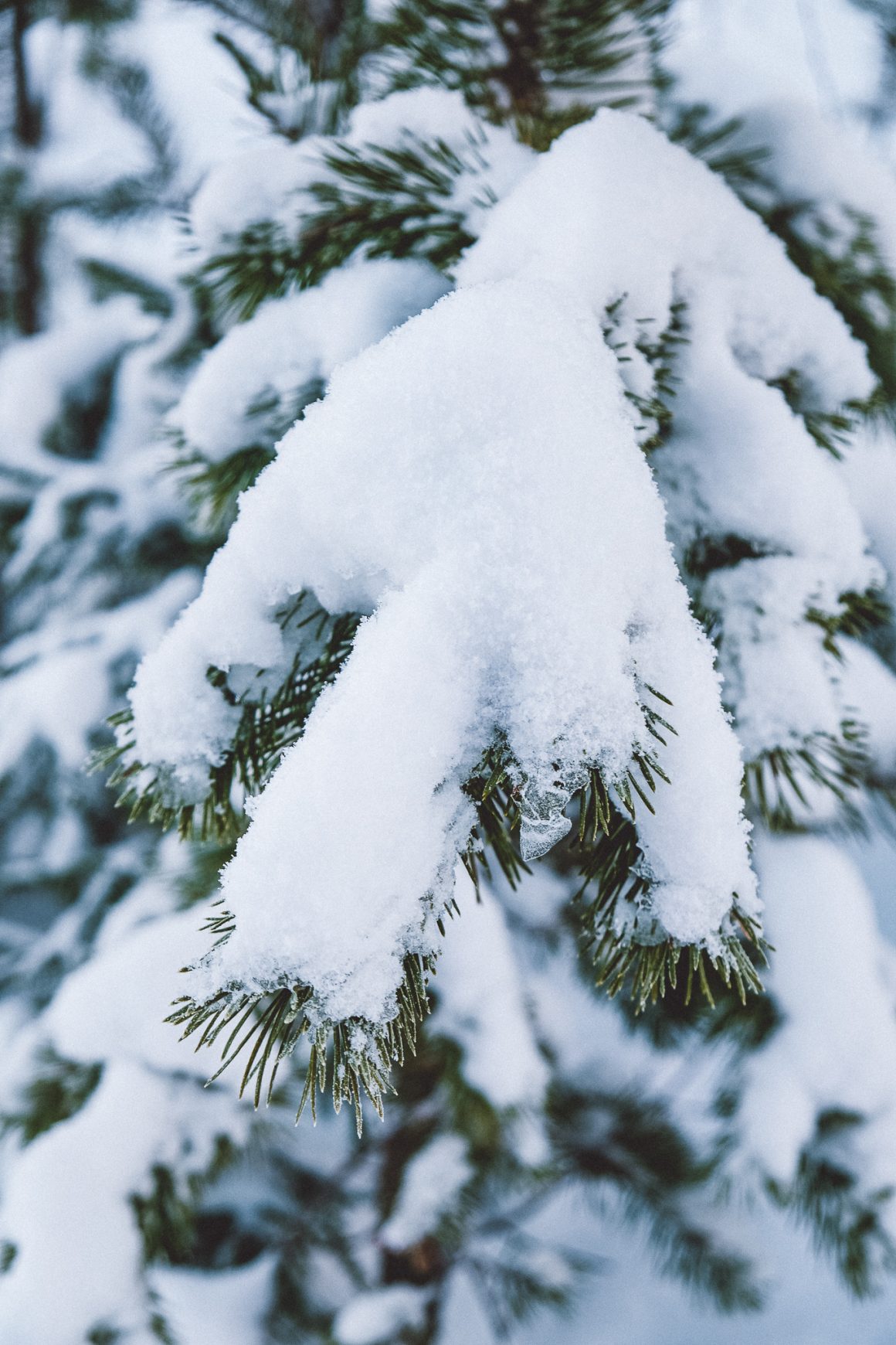 Jul Funäsdalen Härjedalen