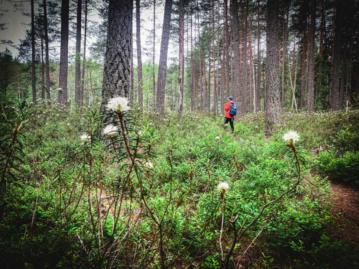 norra kvill nationalpark småland
