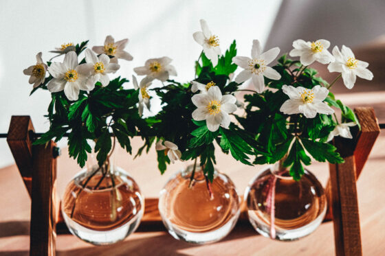 vitsippor blommor