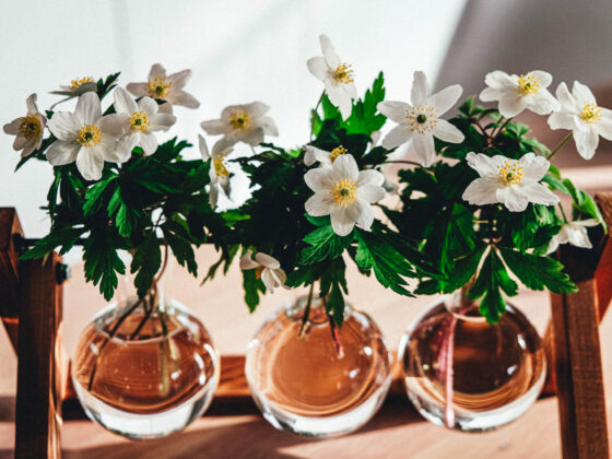 vitsippor blommor