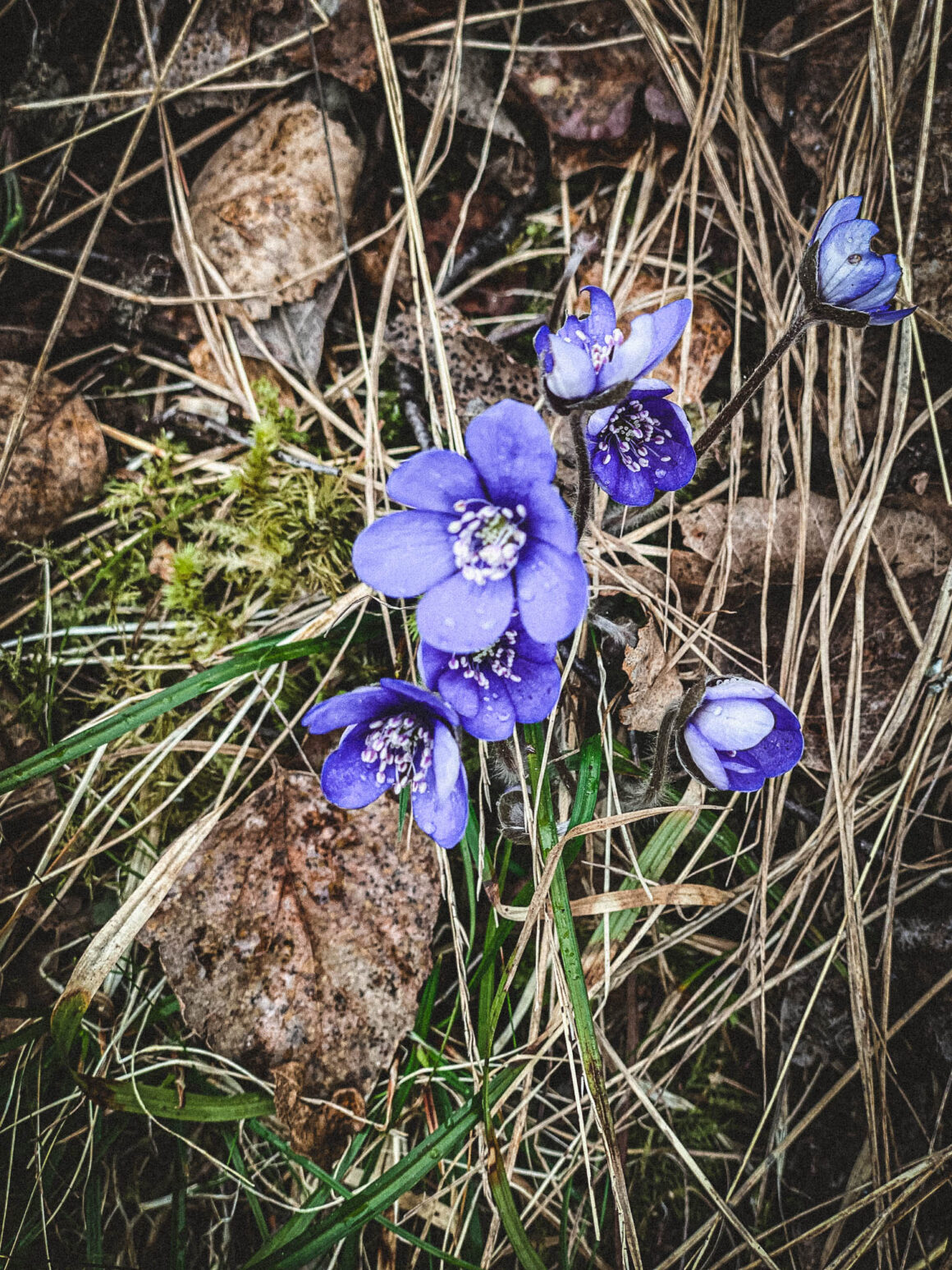 stockholm blomma