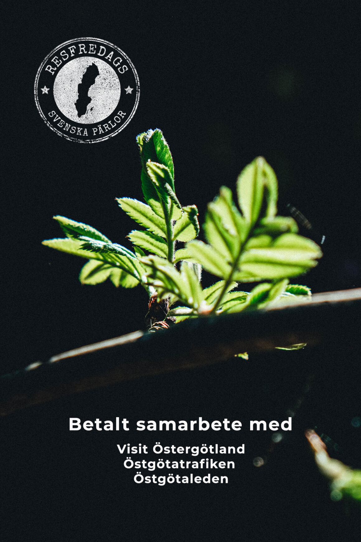 svenska pärlor samarbete östergötland